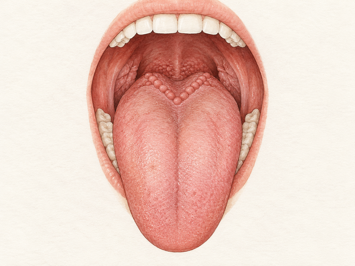 Open mouth with tongue extended, revealing the back of the tongue; a balanced V-shaped row of large circumvallate papillae runs near the sulcus terminalis, showing these bumps are normal tongue anatomy.